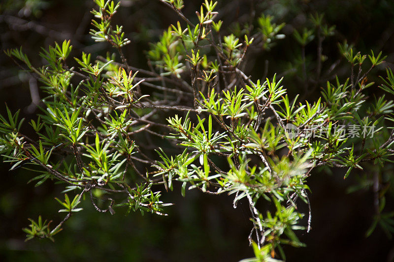 麦卢卡(Leptosermum Scoparium)树的新生长